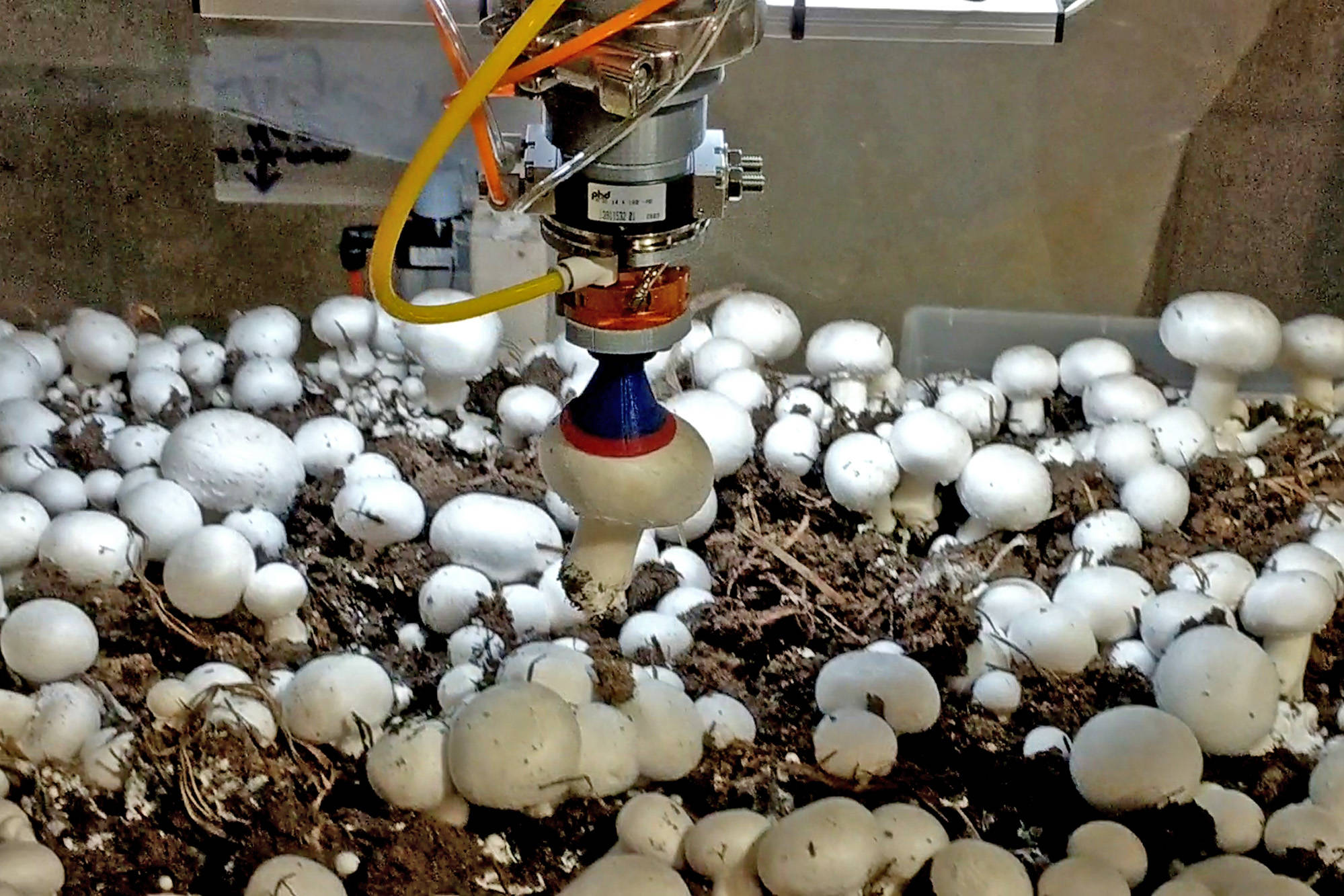  ربات‌های تولید قارچ 