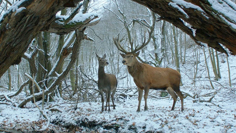 فیلم «در جسم و روح» (On Body and Soul)